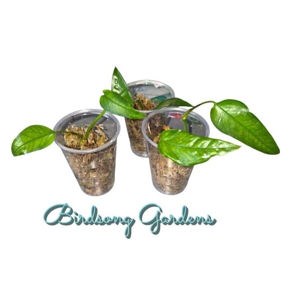 Skeleton Key Pothos 2 Leaf Cutting In Prop Cup - Picture 3 of 3